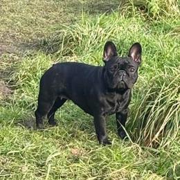 Bulldog and French Bulldog All Grown Up from Jose Navarro