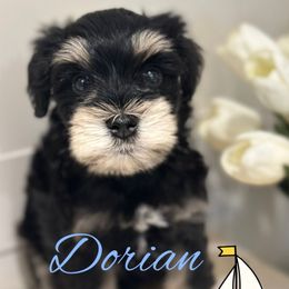 Black and silver - Black and silver male Miniature Schnauzer puppy in Mc Allen, Texas from True Love Schnauzers
