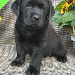 Lime green - Black male Labrador Retriever puppy in Wilson’s, Virginia from Cedar Hill Farm Labradors