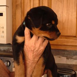 Boy 4 - Black and mahogany male Rottweiler puppy in Michie, Tennessee from Schone Rasse Rottweilers