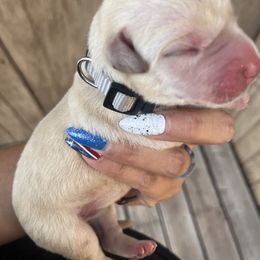 Grey - Yellow female Labrador Retriever puppy in Durango, Colorado from Burress Family Farm and Kennels