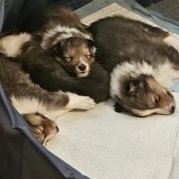 Shetland Sheepdog Puppies from Fawn Lane Shetland Sheepdogs