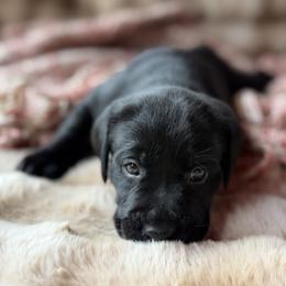 Labrador Retriever Puppies from Knotty Creek Labradors