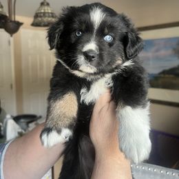 Aussiedoodle, Miniature Australian Shepherd, and Poodle Puppies from Cape Cod Poodles And Doodles