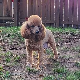 Rose - Poodle