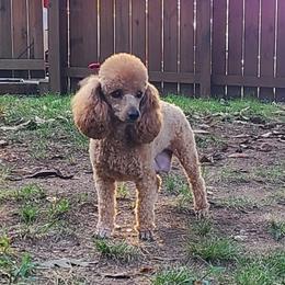 Rose - Poodle
