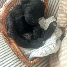 Slyvie (light pink collar) - Silver female Poodle puppy in Batavia, Ohio from The Livezey Standard-CKCS and Standard Poodles