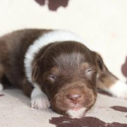 SPIDER - Red tri-color male Australian Shepherd puppy in Star City, Arkansas from Blush & Lace Aussie Co.