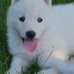 Siberian Husky Puppies from Light Foot Kennel