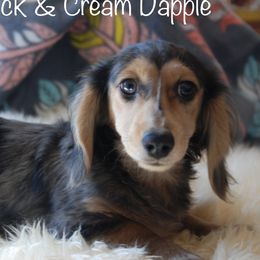 Silver - Dachshund