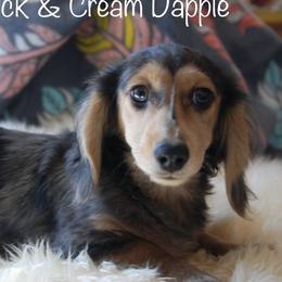 Silver - Dachshund