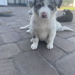Border Collie Puppies from South Florida Stock Dogs