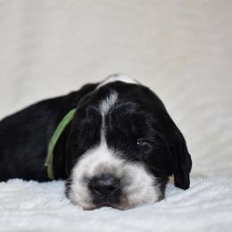 Balto - Black and white male English Springer Spaniel puppy in Chapmansboro, Tennessee from Balthrop Bend Farms