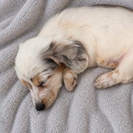 Freddy - Piebald male Dachshund puppy in Jarales, New Mexico from Poker Paws Dachshunds