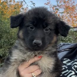 Goldie - Black and tan female German Shepherd puppy in Whitewater, California from Vom Haus Metzler Shepherds
