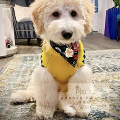 Bernedoodle, Double Doodle, and Goldendoodle Puppies from Pia’s Doodle Poodle Wag