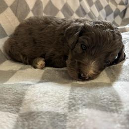 Ben - Blue merle male Bernedoodle puppy in Holden, Missouri from Mid-West Bernedoodles