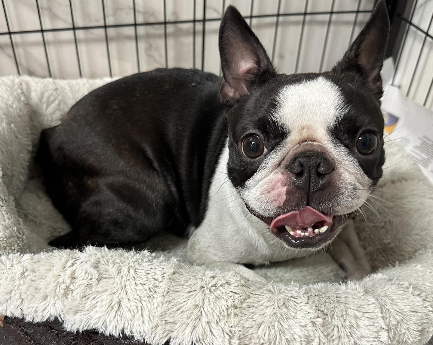 Classic boston terriers and french bulldogs orders