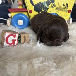 Baby girl 1 - Chocolate female Labrador Retriever puppy in Brandywine, Maryland from QVR Labradors and Leonbergers