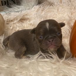 Lilly Anne - Silver female Pug puppy in Onalaska, Washington from Cupid’s Pugs