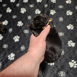 Willow - Black female German Shepherd puppy in Hope, Idaho from Fyrestorm Shepherds