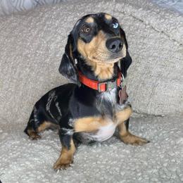 Spike - Dachshund