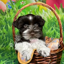 Miniature Schnauzer Puppies from Von Baron Schnauzers