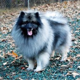 Thorin - Keeshond