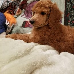 Poodle Puppies from Strut Your Stuff Standard Poodles