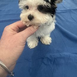 Maltese, Morkie, Poodle, Yorkipoo, and Yorkshire Terrier Puppies from Amy's puppy Love