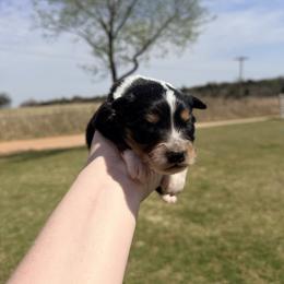 Colt - Black tri-color male Australian Shepherd puppy in Cushing, Oklahoma from Midwest LP Aussies