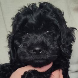 White collar girl - Black female Cockapoo puppy in Middletown, Ohio from Blessed Chaos