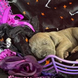 Zelda - Orange Collar (Blue Brindle) - Blue brindle female Great Dane puppy in Morton, Illinois from That Gurl K9s