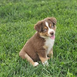 Mary - Red tri female Miniature Australian Shepherd puppy in Owensboro, Kentucky from JnT's Bluegrass Mini Aussies