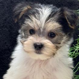 Niecy - Parti female Yorkipoo puppy in Lebanon, Kentucky from Mosaic Merle Doodles