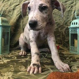 Great Dane Puppies from Bond Acres Great Danes