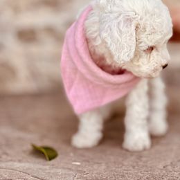 Goldendoodle and Poodle Puppies from Doodle Puppy Parti