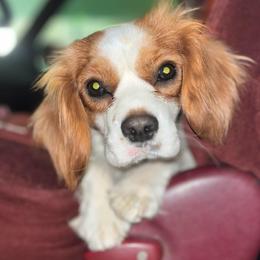 Cavalier King Charles Spaniels from Cavaliers by The Dog Farm