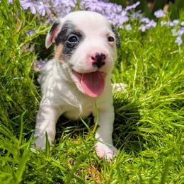 Snickers - Tri-color male Russell Terrier puppy in Sandown, New Hampshire from Patch Wood Irish Jacks