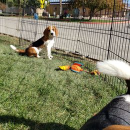 Beagle Puppies from Wilderness Beagles