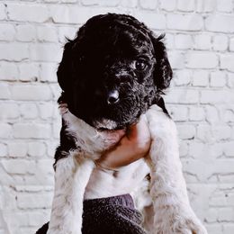 Goldendoodles and Poodles from Burtons Doodle Haven