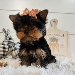 Yorkshire Terrier Puppies from Hetzel’s Enchanted Yorkies (Michigan)