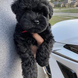 Miniature Schnauzer Puppies from JC miniature schnauzers