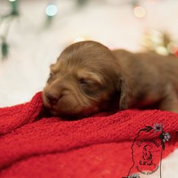 Chocolate and cream - Chocolate and cream male Dachshund puppy in Seminary, Mississippi from Down South Mavericks Dachshunds