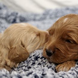 Bernedoodle, Goldendoodle, and Poodle Puppies from Raintree Standard Poodles & Mini Doodles