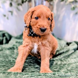 Mr. Black - Red  male Goldendoodle puppy in Greenwood, Louisiana from GoldenFido