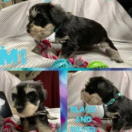 Cocker Spaniel and Miniature Schnauzer Puppies from Smith’s Schnauzer Den