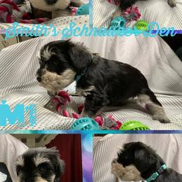 Cocker Spaniel and Miniature Schnauzer Puppies from Smith’s Schnauzer Den