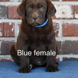 Blue female - Chocolate female Labrador Retriever puppy in Mississippi from Sure Shot English Labs