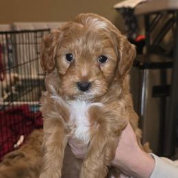Star - Red  female Goldendoodle puppy in Layton, Utah from Lauralyn's Goldendoodles